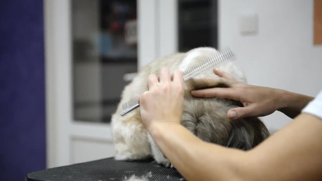 haircut of a shih-tzu dog in a grooming salon