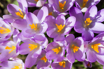 Obraz na płótnie Canvas Krokus lila Blüte
