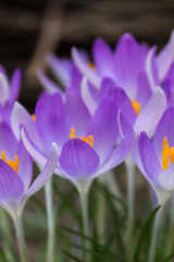Naklejka premium Krokus lila Blüte