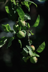 Green apples on a branch ready to be harvested, outdoors, selective focus