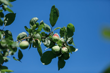 Green apples on a branch ready to be harvested, outdoors, selective focus