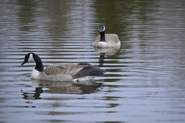 Pair of Canada Geese