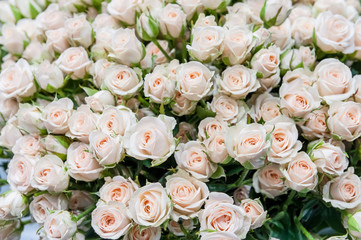 Obraz na płótnie Canvas Roses of pink and green elite modern varieties in a bouquet as a gift. . Selective focus.