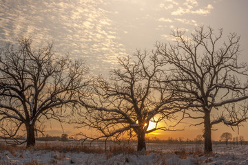 Three leafless swamp white oaks backlit by the setting sun with a small starburst between the branches of the center tree with snow on the ground on a February evening.