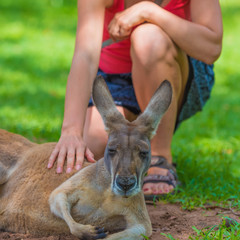 Femme méconnaissable caressant un kangourou endormi dans la réserve naturelle de la faune.