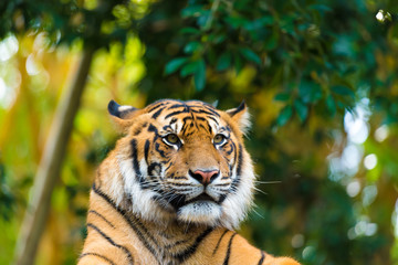 Portrait de tigre de Sumatra sur fond de forêt avec bokeh