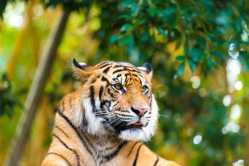 Portrait of Sumatran tiger over forest background with bokeh