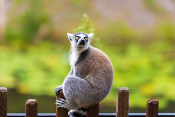 Portrait of Ring-tailed Lemur, native to Madagascar, with long, black and white ringed tail.