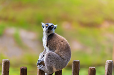 Portrait of Ring-tailed Lemur, native to Madagascar, with long, black and white ringed tail.