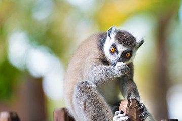 Portrait of Ring-tailed Lemur, native to Madagascar, with long, black and white ringed tail.
