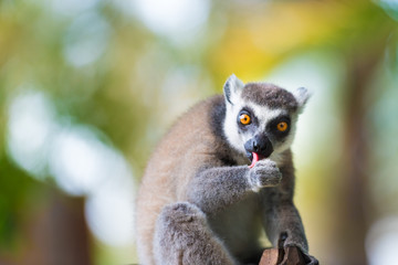 Portrait of Ring-tailed Lemur, native to Madagascar, with long, black and white ringed tail.