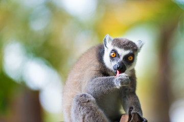 Obraz premium Portrait of Ring-tailed Lemur, native to Madagascar, with long, black and white ringed tail.