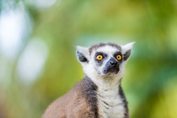 Portrait of Ring-tailed Lemur, native to Madagascar, with long, black and white ringed tail.