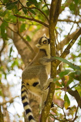 Portrait of Ring-tailed Lemur, native to Madagascar, with long, black and white ringed tail.