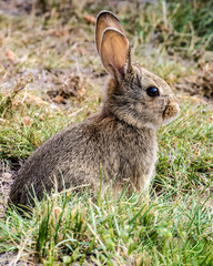 Rabbit Model