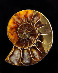 Ammonite, lit from behind