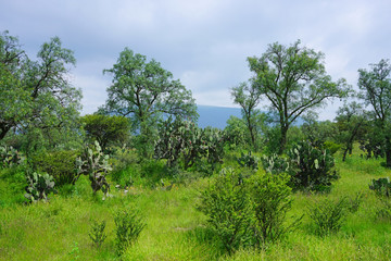 Obraz premium Red and green fruit of the prickly pear nopales cactus (opuntia)