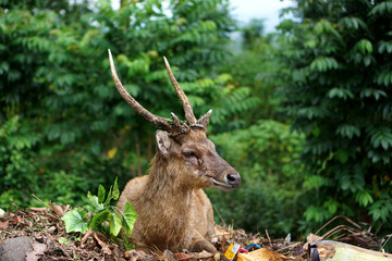 Adult deer in the autumn forest, Java, Indonesia