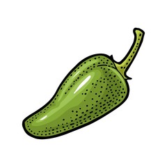 Whole pepper jalapeno. Vector vintage engraving