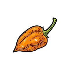 Whole pepper habanero. Vector vintage engraving