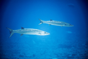 Barracuda underwater in the Maldives