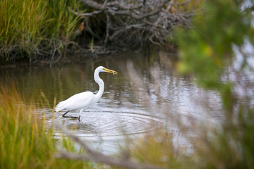 Obraz premium A Great Egret (Ardea alba) catching a fish at Assateague Island National Seashore, Maryland