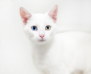 A white domestic shorthair kitten with heterochromia, one blue eye and one yellow eye