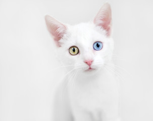A white domestic shorthair kitten with heterochromia, one blue eye and one yellow eye