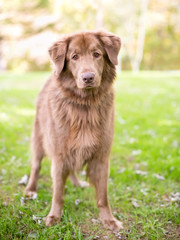 Portrait of a Retriever mixed breed dog outdoors