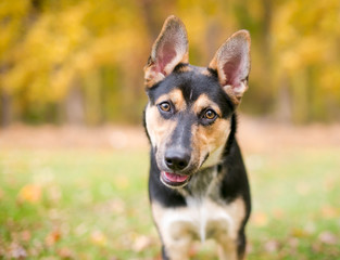Naklejka na ściany i meble A cute German Shepherd puppy standing outdoors in autumn and looking at the camera with a head tilt