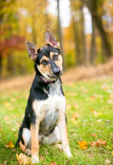 A German Shepherd puppy sitting outdoors with colorful autumn leaves and looking at the camera with a head tilt