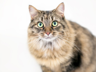 A fluffy brown tabby domestic medium hair cat with green eyes