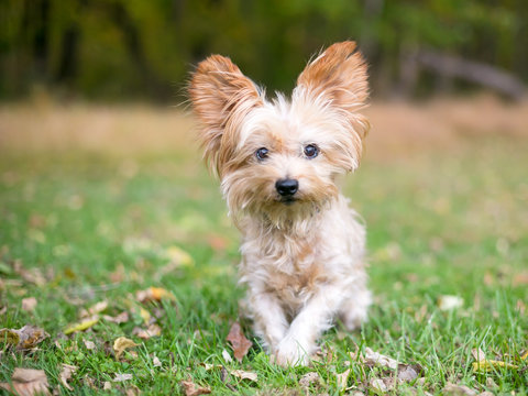 A Silky Terrier/Yorkie mixed breed dog outdoors Stock-Foto | Adobe Stock