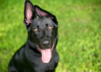 A black German Shepherd puppy with floppy ears panting
