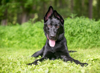 A black German Shepherd puppy with floppy ears lying in the grass