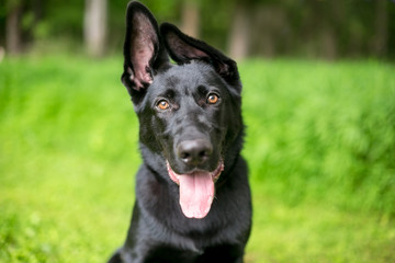 A black purebred German Shepherd puppy with floppy ears, looking at the camera and panting
