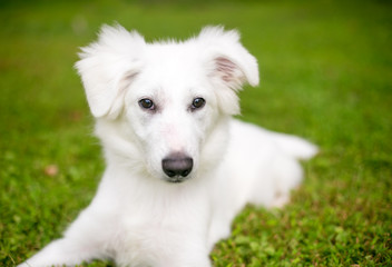 A fuzzy white mixed breed dog lying down in the grass