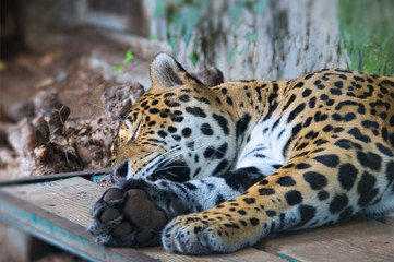 Jaguar - wild animal sleeping