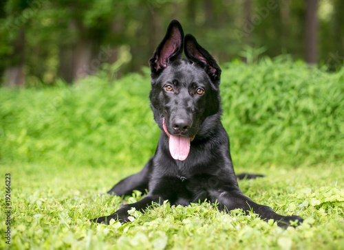 "Portrait of a black German Shepherd puppy with floppy ...