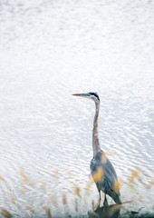 A Great Blue Heron (Ardea herodias) wading at Blackwater National Wildlife Refuge, Maryland