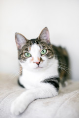 Fototapeta na wymiar A brown and white tabby domestic shorthair cat in a relaxed pose