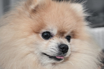The portrait of a beautiful Spitz shows the tongue. The concept of high temperature in the dog. The dog flu.
