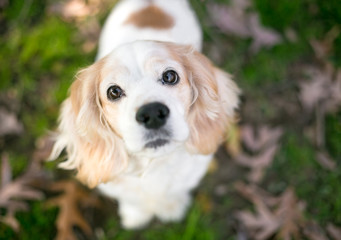 A tan and white Cocker Spaniel mixed breed dog looking up at the camera