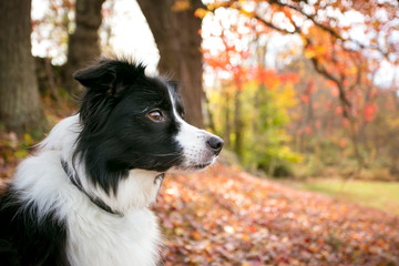 A Border Collie dog outdoors in the fall with colorful autumn leaves