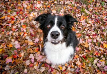 A Border Collie dog outdoors in the fall with colorful autumn leaves