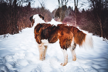 Aspen the St Bernard