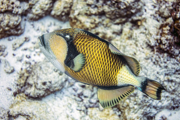 Naklejka na ściany i meble Tropical fish from the Maldives islands
