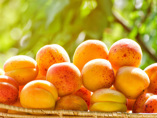Pile of apricots close-up against the background of green branches, daylight