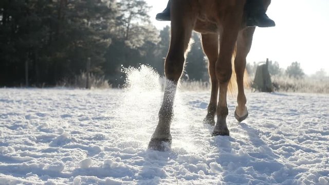 Horse is walking in the snow