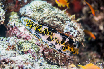 Colorful thorny Oyster from the Maldives